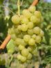 Click for 2 image(s) for this accession. Fruit
